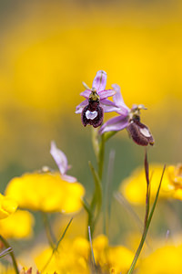 Ophrys saratoi (Orchidaceae)  - Ophrys de Sarato, Ophrys de la Drôme Drome [France] 17/05/2012 - 960m