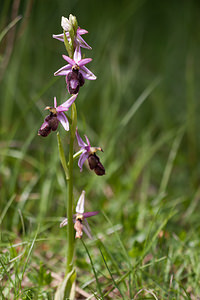 Ophrys saratoi (Orchidaceae)  - Ophrys de Sarato, Ophrys de la Drôme Drome [France] 17/05/2012 - 960m