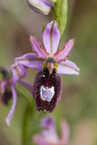 Ophrys saratoi (Orchidaceae)  - Ophrys de Sarato, Ophrys de la Drôme Drome [France] 17/05/2012 - 960m