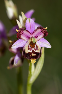 Ophrys vetula (Orchidaceae)  - Ophrys vieux Drome [France] 16/05/2012 - 700m