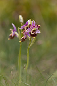 Ophrys vetula (Orchidaceae)  - Ophrys vieux Drome [France] 16/05/2012 - 700m