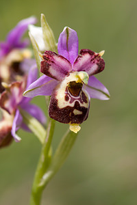 Ophrys vetula (Orchidaceae)  - Ophrys vieux Drome [France] 16/05/2012 - 700m