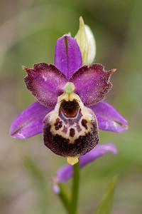 Ophrys vetula (Orchidaceae)  - Ophrys vieux Drome [France] 16/05/2012 - 700m