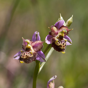 Ophrys vetula (Orchidaceae)  - Ophrys vieux Drome [France] 16/05/2012 - 700m