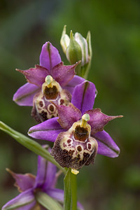 Ophrys vetula (Orchidaceae)  - Ophrys vieux Drome [France] 16/05/2012 - 700mavec les oreilles en pointe !