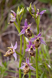 Ophrys vetula (Orchidaceae)  - Ophrys vieux Drome [France] 16/05/2012 - 700m