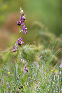 Ophrys vetula (Orchidaceae)  - Ophrys vieux Drome [France] 16/05/2012 - 700m