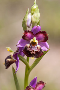 Ophrys vetula (Orchidaceae)  - Ophrys vieux Drome [France] 16/05/2012 - 700mOption Mickey !