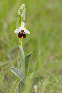 Ophrys vetula (Orchidaceae)  - Ophrys vieux Drome [France] 18/05/2012 - 920m