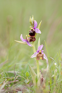 Ophrys vetula (Orchidaceae)  - Ophrys vieux Drome [France] 18/05/2012 - 920m