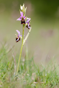 Ophrys vetula (Orchidaceae)  - Ophrys vieux Drome [France] 18/05/2012 - 920m