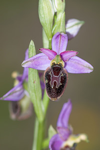 Ophrys x chiesesica (Orchidaceae)  - OphrysOphrys fuciflora x Ophrys saratoi. Drome [France] 16/05/2012 - 620m