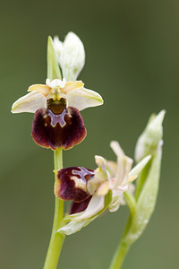 Ophrys x obscura (Orchidaceae)  - Ophrys obscurOphrys fuciflora x Ophrys sphegodes. Meuse [France] 07/05/2012 - 330m