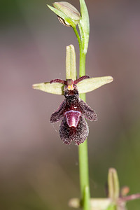 Ophrys x royanensis (Orchidaceae)  - Ophrys du RoyansOphrys insectifera x Ophrys saratoi. Drome [France] 16/05/2012 - 440m