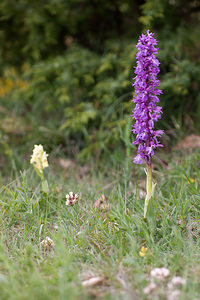 Orchis mascula (Orchidaceae)  - Orchis mâle - Early-purple Orchid Drome [France] 17/05/2012 - 920m