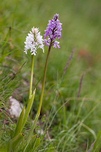 Orchis militaris (Orchidaceae)  - Orchis militaire, Casque militaire, Orchis casqué - Military Orchid Drome [France] 18/05/2012 - 920m