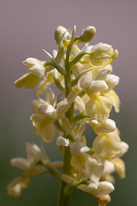 Orchis pallens (Orchidaceae)  - Orchis pâle - Pale-flowered Orchid Drome [France] 15/05/2012 - 1300m