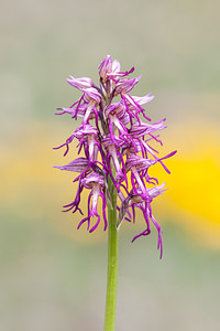 Orchis x beyrichii (Orchidaceae)  - Orchis de BeyrichOrchis militaris x Orchis simia. Drome [France] 17/05/2012 - 960m