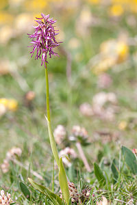 Orchis x beyrichii (Orchidaceae)  - Orchis de BeyrichOrchis militaris x Orchis simia. Drome [France] 17/05/2012 - 960m