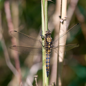 Orthetrum cancellatum (Libellulidae)  - Orthétrum réticulé - Black-tailed Skimmer Ath [Belgique] 27/05/2012 - 20m