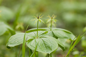 Paris quadrifolia (Melanthiaceae)  - Parisette à quatre feuilles, Étrangle-loup - Herb-Paris Ardennes [France] 01/05/2012 - 160m