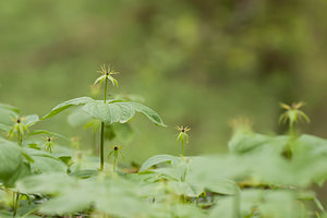 Paris quadrifolia (Melanthiaceae)  - Parisette à quatre feuilles, Étrangle-loup - Herb-Paris Ardennes [France] 01/05/2012 - 160m