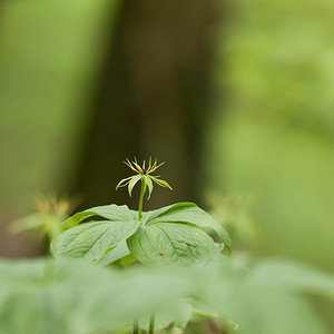 Paris quadrifolia (Melanthiaceae)  - Parisette à quatre feuilles, Étrangle-loup - Herb-Paris Ardennes [France] 01/05/2012 - 160m