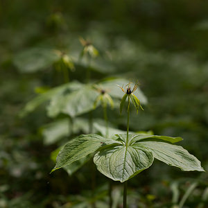 Paris quadrifolia (Melanthiaceae)  - Parisette à quatre feuilles, Étrangle-loup - Herb-Paris  [France] 01/05/2012 - 180m