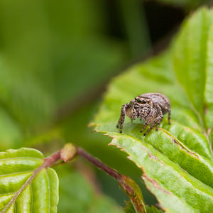 Philaeus chrysops (Salticidae)  - Saltique sanguinolent Drome [France] 18/05/2012 - 920m