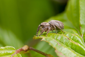 Philaeus chrysops (Salticidae)  - Saltique sanguinolent Drome [France] 18/05/2012 - 920m