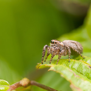 Philaeus chrysops (Salticidae)  - Saltique sanguinolent Drome [France] 18/05/2012 - 920m