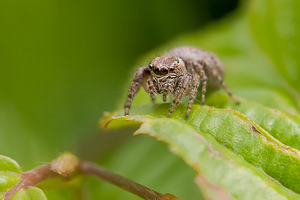 Philaeus chrysops (Salticidae)  - Saltique sanguinolent Drome [France] 18/05/2012 - 920m