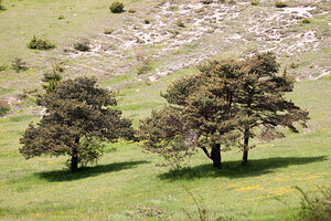 Pinus mugo subsp. uncinata (Pinaceae)  - Pin à crochets Drome [France] 16/05/2012 - 720m