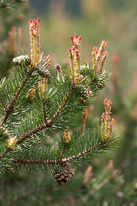 Pinus mugo subsp. uncinata (Pinaceae)  - Pin à crochets Drome [France] 16/05/2012 - 710m