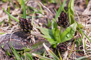 Plantago atrata (Plantaginaceae)  - Plantain noirâtre Drome [France] 15/05/2012 - 1460m