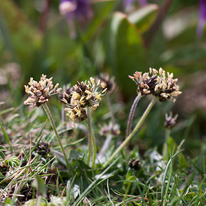 Plantago atrata (Plantaginaceae)  - Plantain noirâtre Drome [France] 15/05/2012 - 1460m