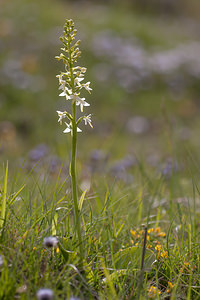 Platanthera bifolia (Orchidaceae)  - Platanthère à deux feuilles, Platanthère à fleurs blanches - Lesser Butterfly-orchid Drome [France] 16/05/2012 - 670m