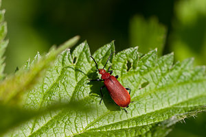 Pyrochroa serraticornis (Pyrochroidae)  - Mazarin des écorces, Cardinal à tête rouge - Common Cardinal Beetle Marne [France] 04/05/2012 - 80m