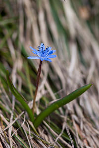 Scilla bifolia (Asparagaceae)  - Scille à deux feuilles, Étoile bleue - Alpine Squill Drome [France] 15/05/2012 - 1300m