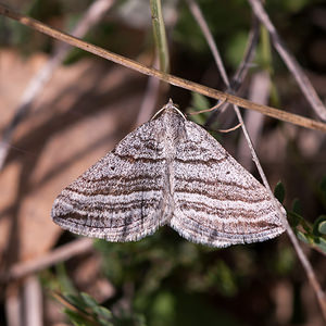 Scotopteryx coarctaria (Geometridae)  - Ortholite rétrécie Drome [France] 13/05/2012 - 660m