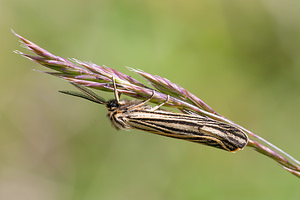 Spiris striata (Erebidae)  - Ecaille striée Drome [France] 18/05/2012 - 920m