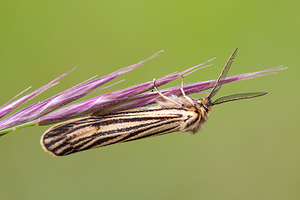 Spiris striata (Erebidae)  - Ecaille striée Drome [France] 18/05/2012 - 920m