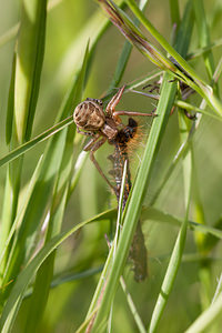 Xysticus cristatus (Thomisidae)  - Xystique crêté Drome [France] 18/05/2012 - 920m