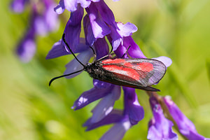 Zygaena nevadensis (Zygaenidae)  - Zygène ibèrique, Zygène des Gesses, Zygène andalouse - Discrete Burnet Drome [France] 17/05/2012 - 560m