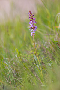 Gymnadenia conopsea (Orchidaceae)  - Gymnadénie moucheron, Orchis moucheron, Orchis moustique - Fragrant Orchid Somme [France] 16/06/2012 - 80m