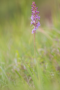 Gymnadenia conopsea (Orchidaceae)  - Gymnadénie moucheron, Orchis moucheron, Orchis moustique - Fragrant Orchid Somme [France] 16/06/2012 - 80m