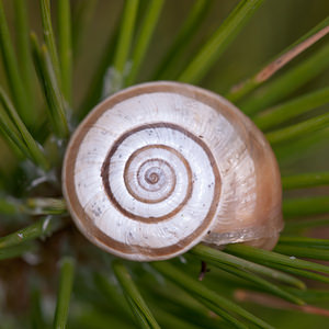 Helicella itala (Geomitridae)  - Hélicelle trompette, Hélicelle des bruyères, le grand-ruban - Heath Snail Meuse [France] 30/06/2012 - 340m