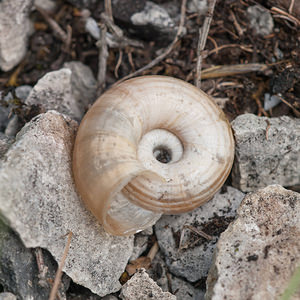 Helicella itala (Geomitridae)  - Hélicelle trompette, Hélicelle des bruyères, le grand-ruban - Heath Snail Meuse [France] 30/06/2012 - 340m