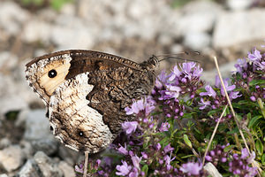 Hipparchia genava (Nymphalidae)  - Sylvandre helvète Meuse [France] 29/06/2012 - 340m