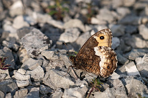 Hipparchia genava (Nymphalidae)  - Sylvandre helvète Meuse [France] 29/06/2012 - 340m